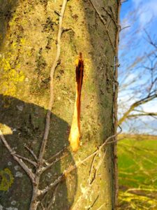 Kleine zaagsnedes op zuidkant van de stam voor insecten en vleermuizen