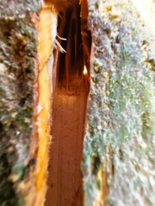 Mini insecten- en vleermuizenhotel door zaagsnedes in de stam