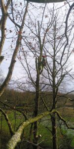 Klimmend afbreken van een boom