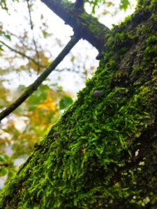 Leven op schors: mos en zeer kleine paddenstoelen