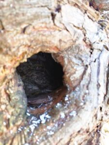 nestmateriaal in boomholte