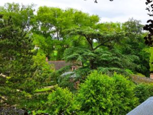 Ceder in kasteeltuin