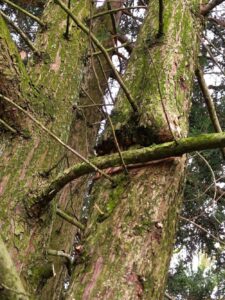 Vergroeiingen en schuurtakken in bomen