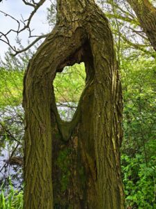 ingerotte holle boom met reactiehout rond oude wonde