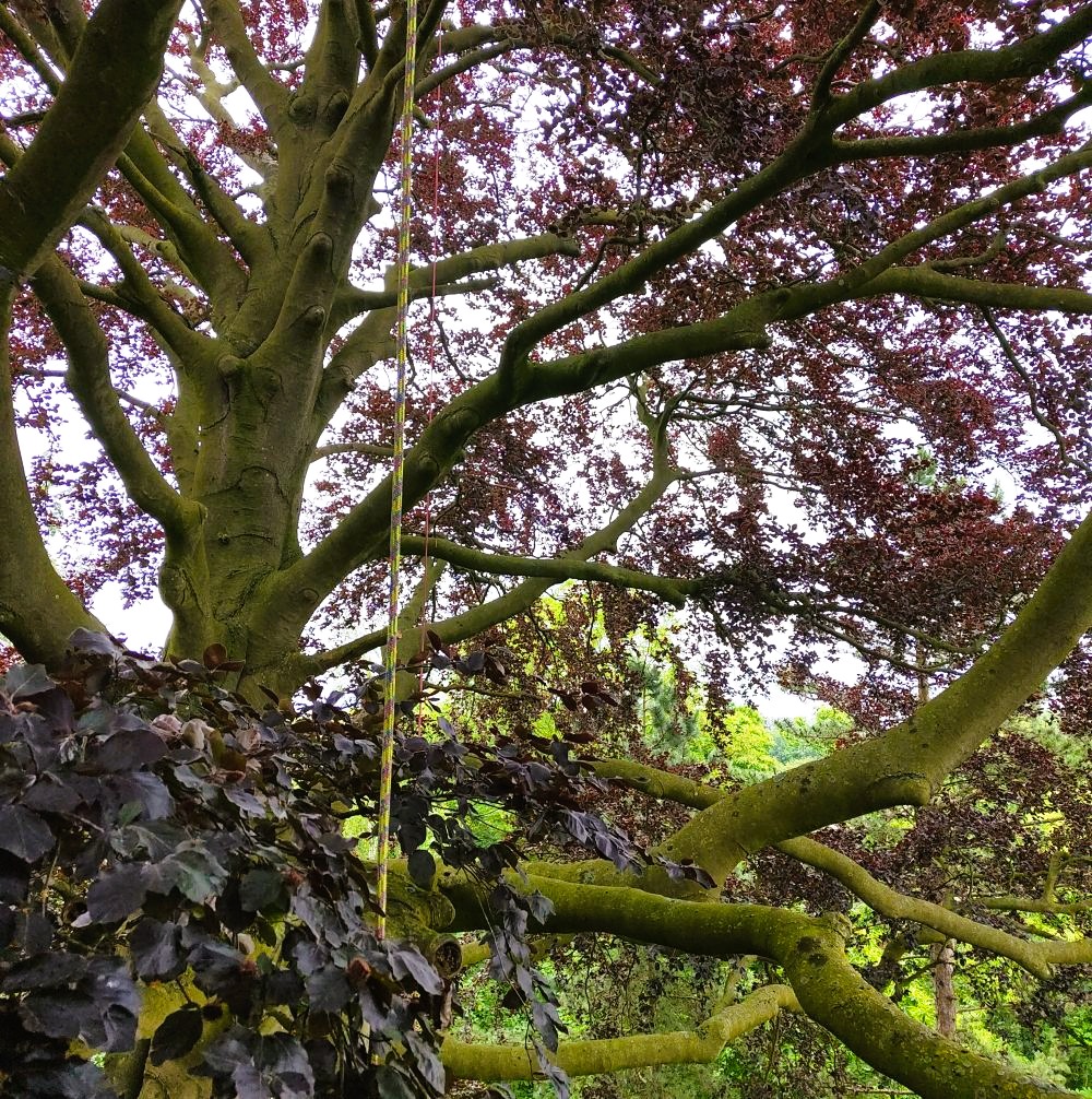 Rode beuk met klimtouw