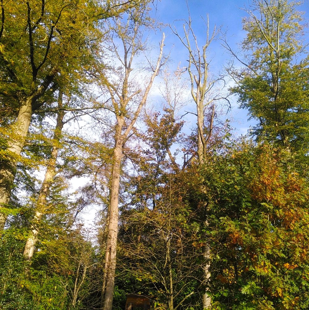 Dode beuken zonnebrand